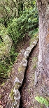 Plants: image 71 Of 208 Thumb